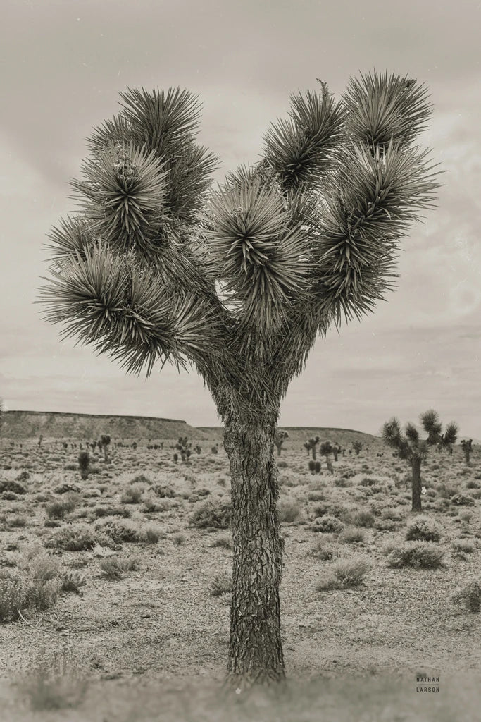 Amargosa Desert by Nathan Larson