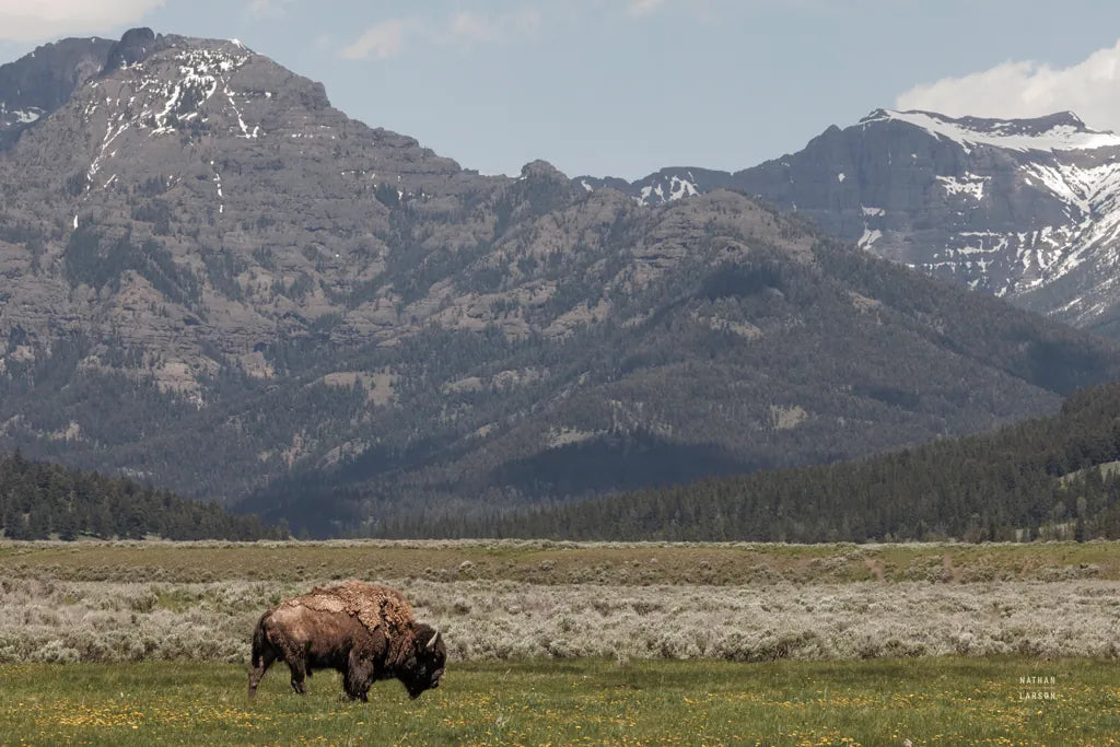 American Icon by Nathan Larson. SKU 92468i. Archival Giclee Fine art print for wall decor.