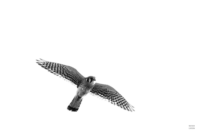 American Kestrel by Nathan Larson. SKU 92579i. Archival Giclee Fine art print for wall decor.