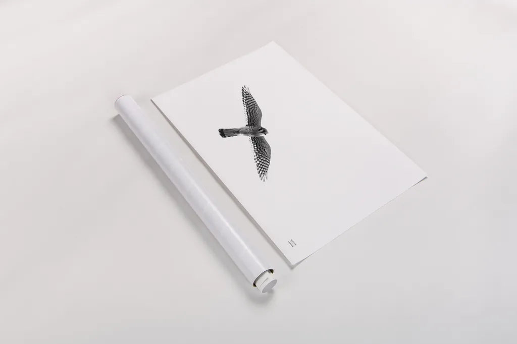 American Kestrel by Nathan Larson. shown as a rolled paper print. Available as archival giclee rolled canvas, fine art paper, or poster print. SKU 92579i.