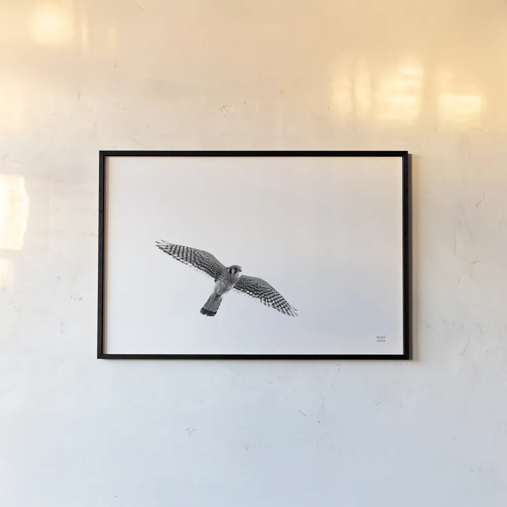 American Kestrel by Nathan Larson. shown as a paper print in a black flame. Available as a archival giclee rolled canvas, fine art paper, or poster print. SKU 92579i.