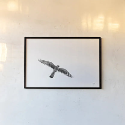 American Kestrel by Nathan Larson. shown as a paper print in a black flame. Available as a archival giclee rolled canvas, fine art paper, or poster print. SKU 92579i.