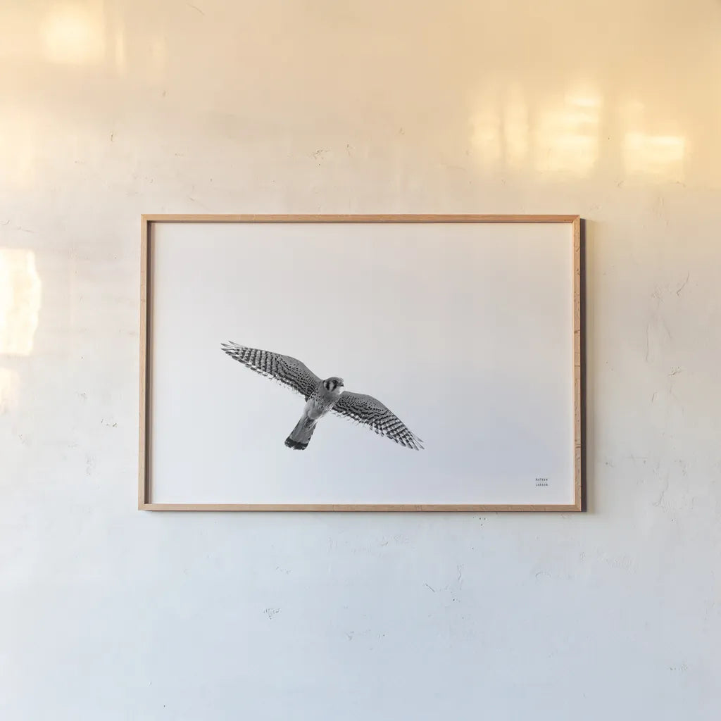 American Kestrel by Nathan Larson. shown as a paper print in a natural frame. Available as a archival giclee rolled canvas, fine art paper, or poster print. SKU 92579i.