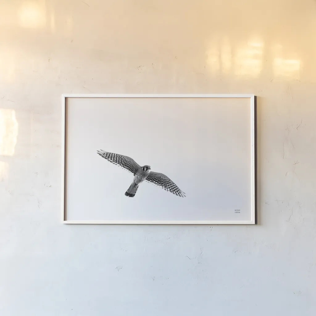 American Kestrel by Nathan Larson. shown as a paper print in a white frame. Available as a archival giclee rolled canvas, fine art paper, or poster print. SKU 92579i.