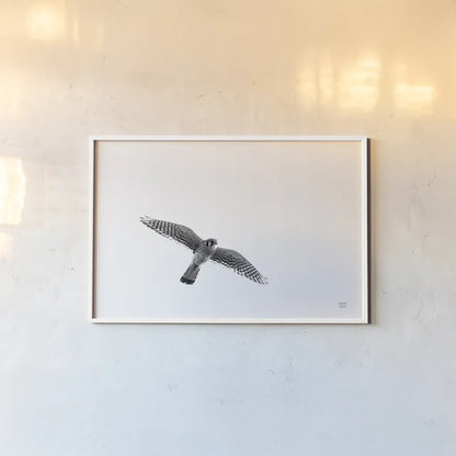 American Kestrel by Nathan Larson. shown as a paper print in a white frame. Available as a archival giclee rolled canvas, fine art paper, or poster print. SKU 92579i.