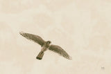 American Kestrel by Nathan Larson. SKU 92580i. Archival Giclee Fine art print for wall decor.