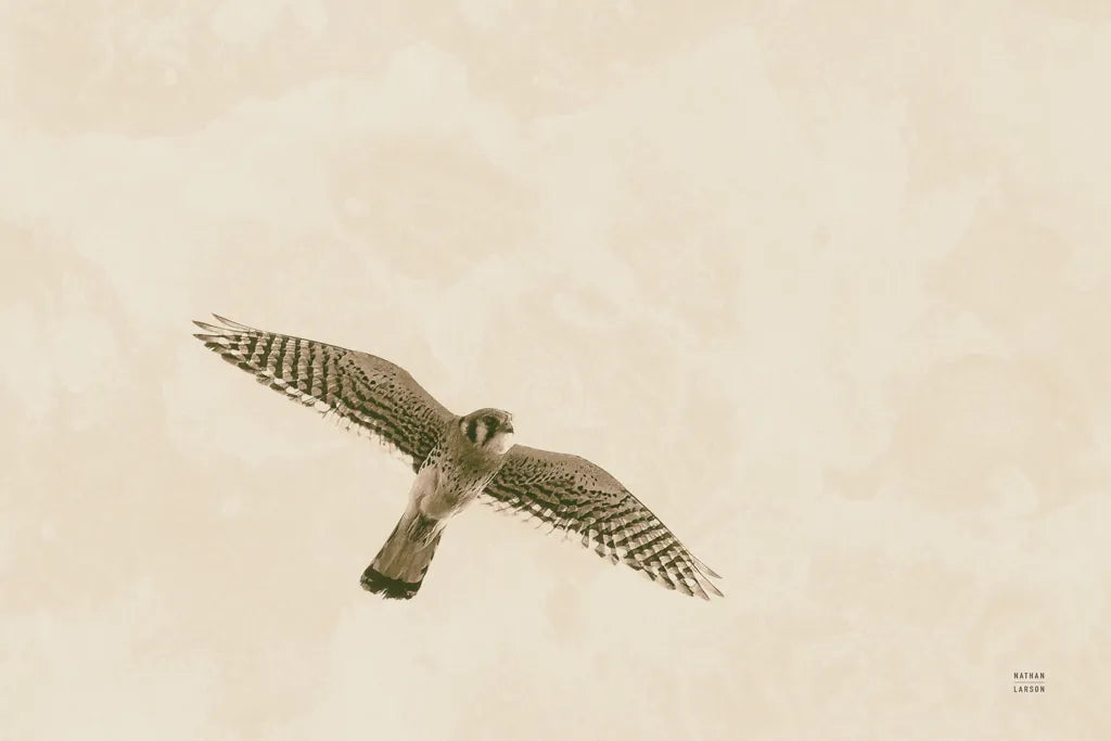 American Kestrel by Nathan Larson. SKU 92580i. Archival Giclee Fine art print for wall decor.