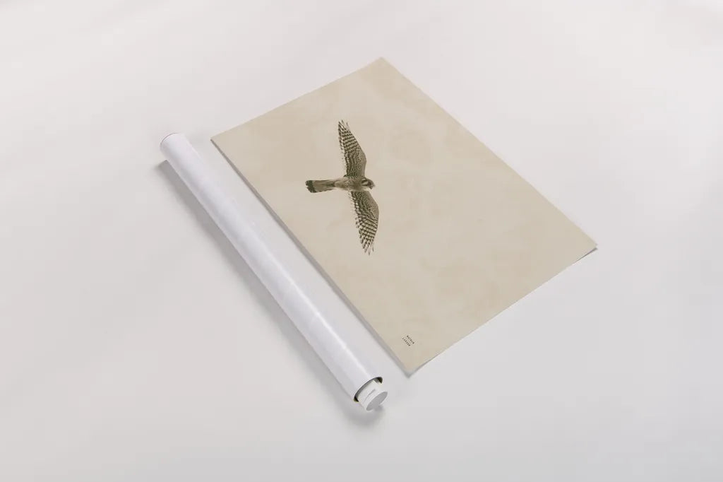 American Kestrel by Nathan Larson. shown as a rolled paper print. Available as archival giclee rolled canvas, fine art paper, or poster print. SKU 92580i.