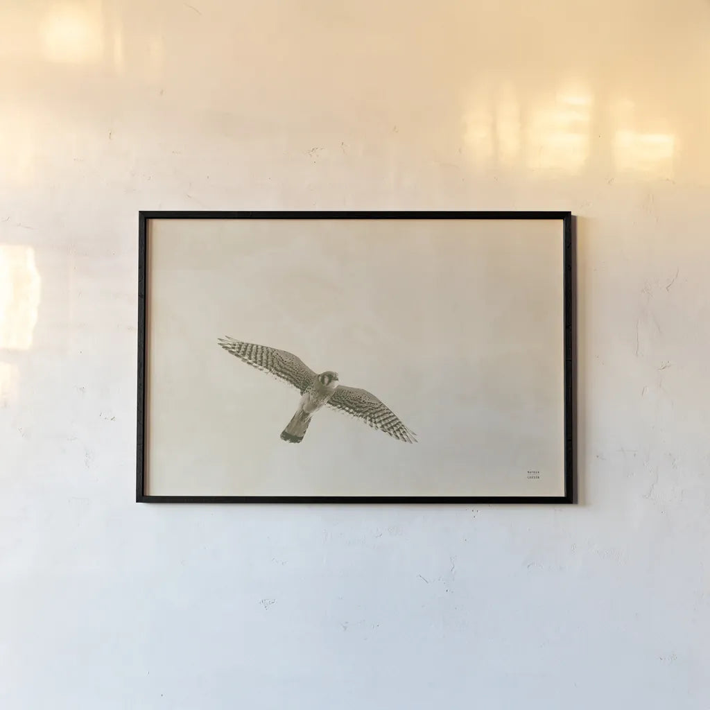 American Kestrel by Nathan Larson. shown as a paper print in a black flame. Available as a archival giclee rolled canvas, fine art paper, or poster print. SKU 92580i.