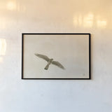 American Kestrel by Nathan Larson. shown as a paper print in a black flame. Available as a archival giclee rolled canvas, fine art paper, or poster print. SKU 92580i.
