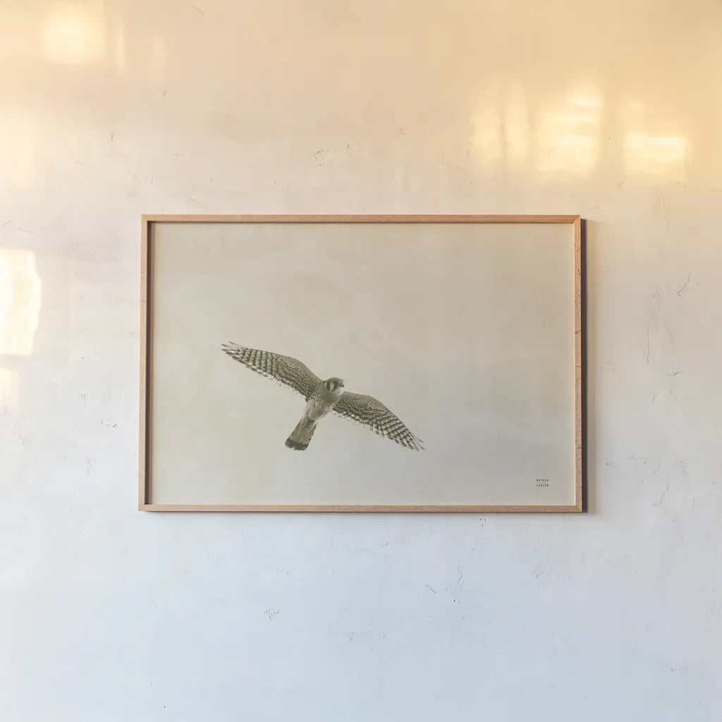 American Kestrel by Nathan Larson. shown as a paper print in a natural frame. Available as a archival giclee rolled canvas, fine art paper, or poster print. SKU 92580i.
