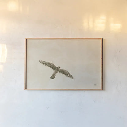 American Kestrel by Nathan Larson. shown as a paper print in a natural frame. Available as a archival giclee rolled canvas, fine art paper, or poster print. SKU 92580i.