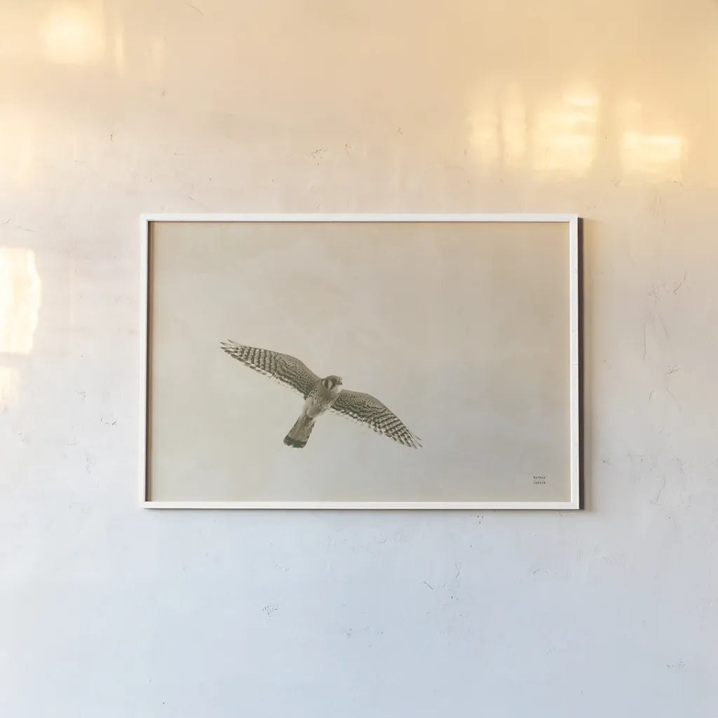 American Kestrel by Nathan Larson. shown as a paper print in a white frame. Available as a archival giclee rolled canvas, fine art paper, or poster print. SKU 92580i.