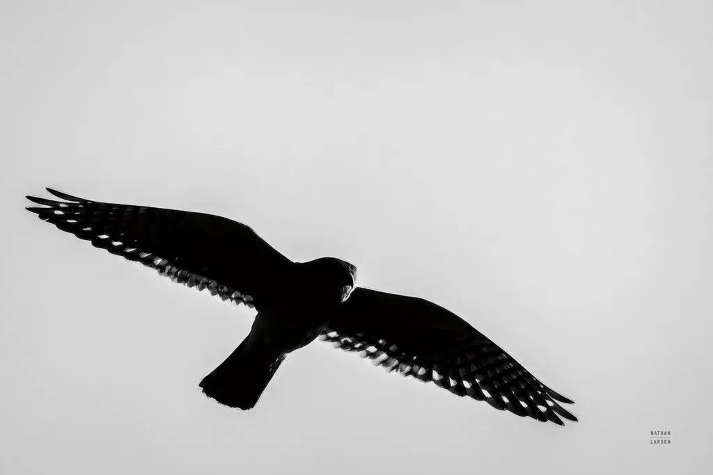 American Kestrel Hunting by Nathan Larson. SKU 92577i. Archival Giclee Fine art print for wall decor.