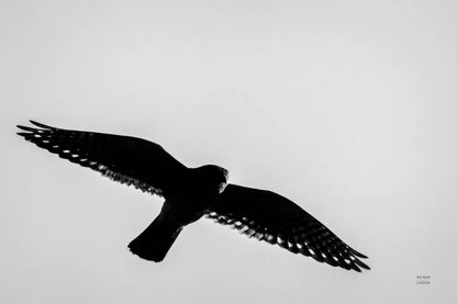 American Kestrel Hunting by Nathan Larson. SKU 92577i. Archival Giclee Fine art print for wall decor.