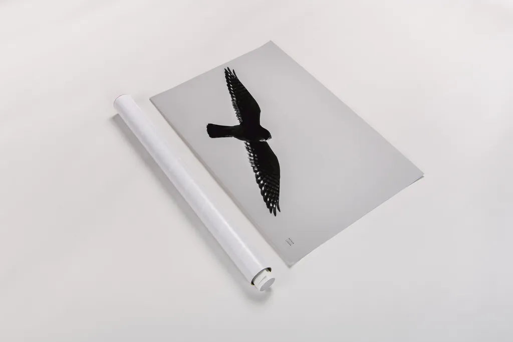 American Kestrel Hunting by Nathan Larson. shown as a rolled paper print. Available as archival giclee rolled canvas, fine art paper, or poster print. SKU 92577i.