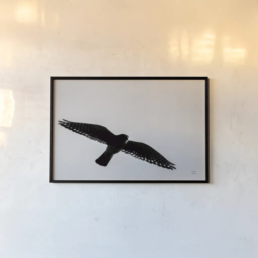 American Kestrel Hunting by Nathan Larson. shown as a paper print in a black flame. Available as a archival giclee rolled canvas, fine art paper, or poster print. SKU 92577i.