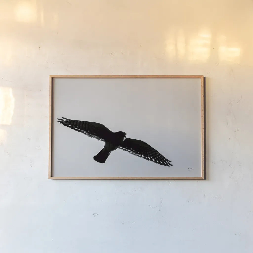 American Kestrel Hunting by Nathan Larson. shown as a paper print in a natural frame. Available as a archival giclee rolled canvas, fine art paper, or poster print. SKU 92577i.