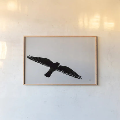 American Kestrel Hunting by Nathan Larson. shown as a paper print in a natural frame. Available as a archival giclee rolled canvas, fine art paper, or poster print. SKU 92577i.