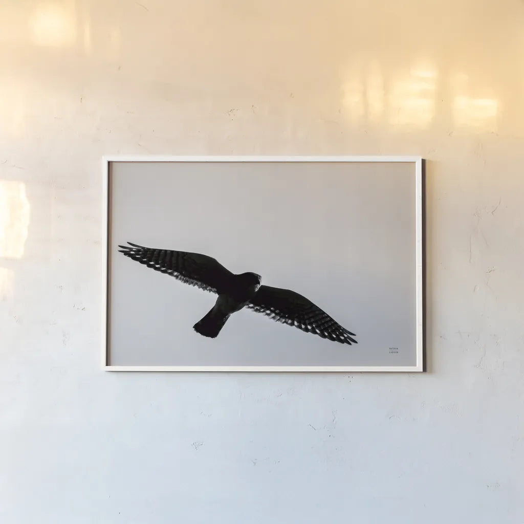 American Kestrel Hunting by Nathan Larson. shown as a paper print in a white frame. Available as a archival giclee rolled canvas, fine art paper, or poster print. SKU 92577i.