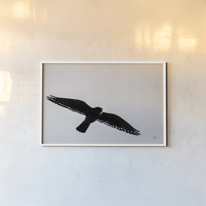 American Kestrel Hunting by Nathan Larson. shown as a paper print in a white frame. Available as a archival giclee rolled canvas, fine art paper, or poster print. SKU 92577i.