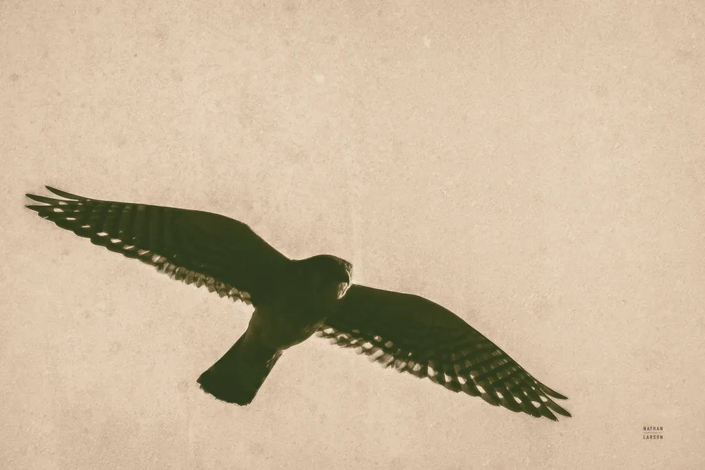 American Kestrel Hunting by Nathan Larson. SKU 92578i. Archival Giclee Fine art print for wall decor.
