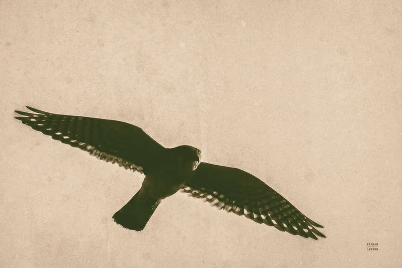 American Kestrel Hunting by Nathan Larson. SKU 92578i. Archival Giclee Fine art print for wall decor.