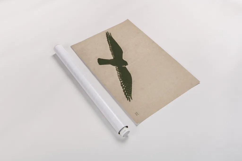 American Kestrel Hunting by Nathan Larson. shown as a rolled paper print. Available as archival giclee rolled canvas, fine art paper, or poster print. SKU 92578i.