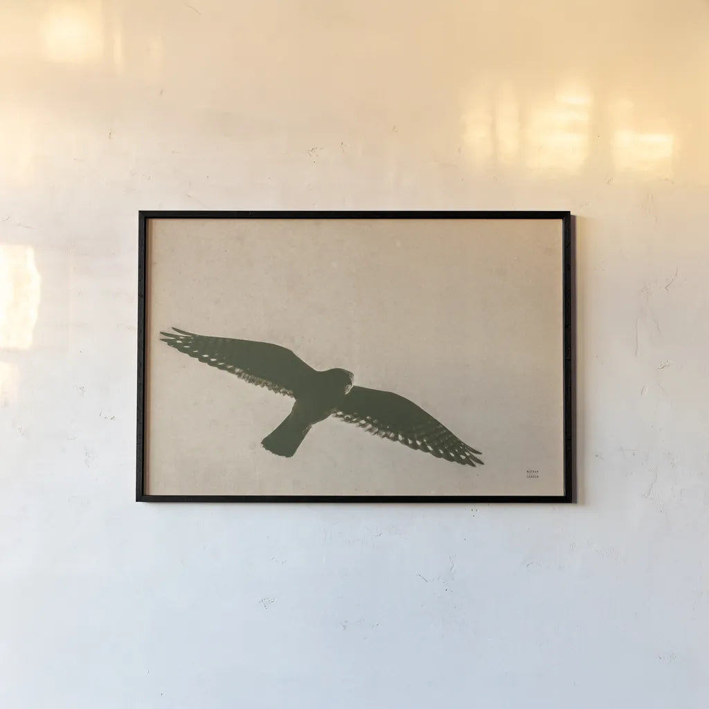 American Kestrel Hunting by Nathan Larson. shown as a paper print in a black flame. Available as a archival giclee rolled canvas, fine art paper, or poster print. SKU 92578i.