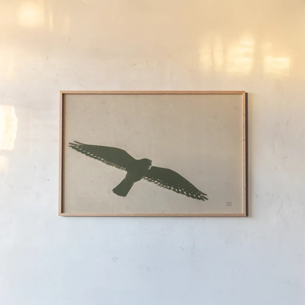 American Kestrel Hunting by Nathan Larson. shown as a paper print in a natural frame. Available as a archival giclee rolled canvas, fine art paper, or poster print. SKU 92578i.