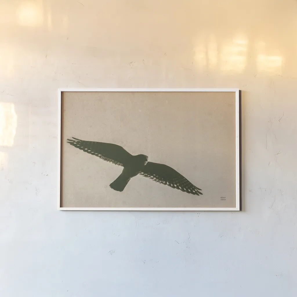 American Kestrel Hunting by Nathan Larson. shown as a paper print in a white frame. Available as a archival giclee rolled canvas, fine art paper, or poster print. SKU 92578i.