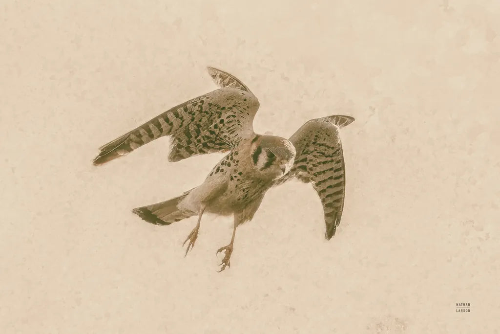 American Kestrel Incoming by Nathan Larson. SKU 92581i. Archival Giclee Fine art print for wall decor.