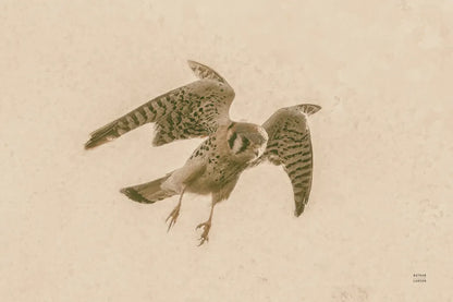 American Kestrel Incoming by Nathan Larson. SKU 92581i. Archival Giclee Fine art print for wall decor.