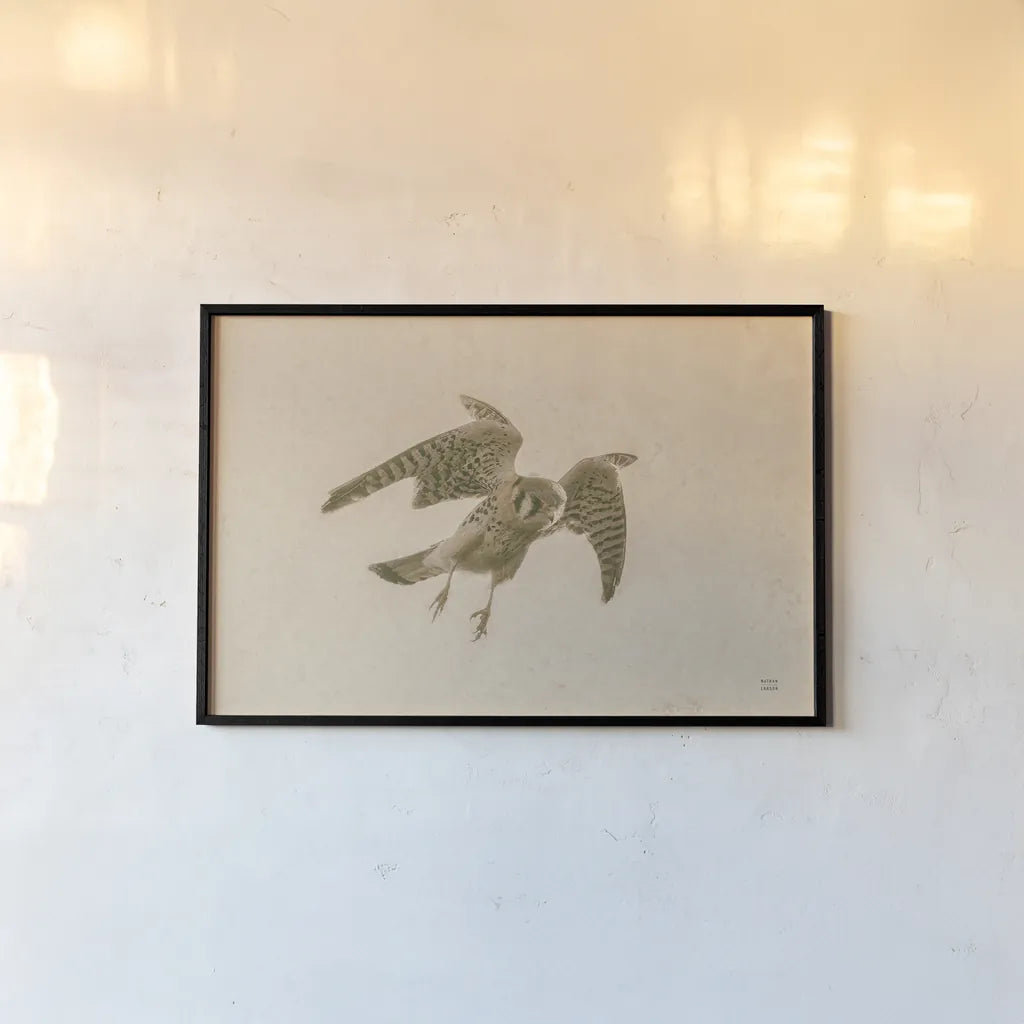American Kestrel Incoming by Nathan Larson. shown as a paper print in a black flame. Available as a archival giclee rolled canvas, fine art paper, or poster print. SKU 92581i.