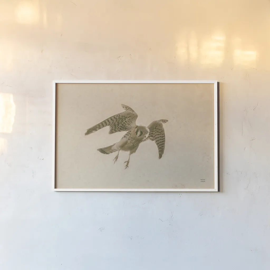 American Kestrel Incoming by Nathan Larson. shown as a paper print in a white frame. Available as a archival giclee rolled canvas, fine art paper, or poster print. SKU 92581i.