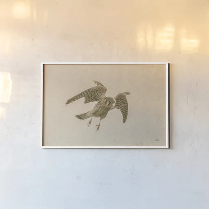American Kestrel Incoming by Nathan Larson. shown as a paper print in a white frame. Available as a archival giclee rolled canvas, fine art paper, or poster print. SKU 92581i.