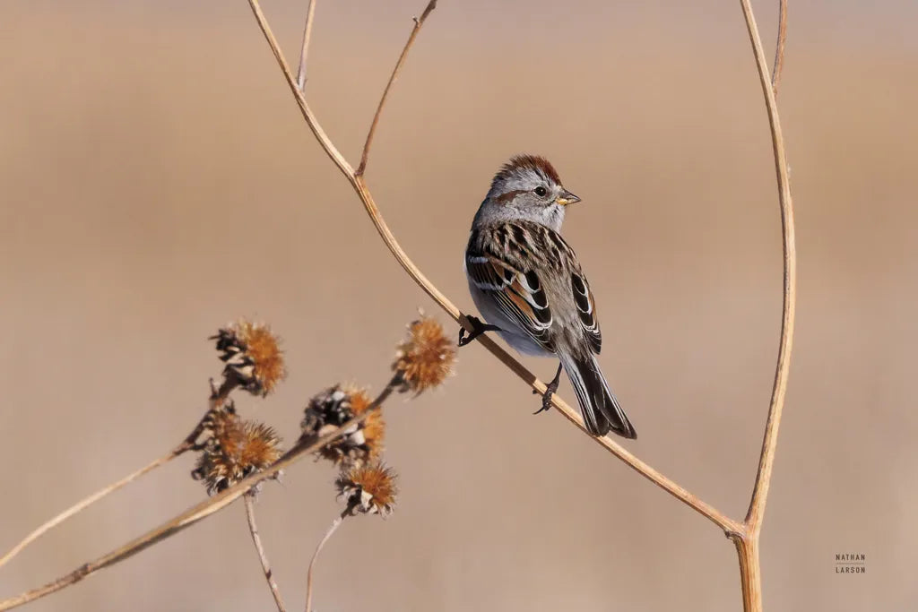 American Tree Sparrow by Nathan Larson. SKU 101665i. Archival Giclee Fine art print for wall decor.