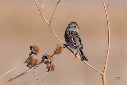 American Tree Sparrow by Nathan Larson. SKU 101665i. Archival Giclee Fine art print for wall decor.