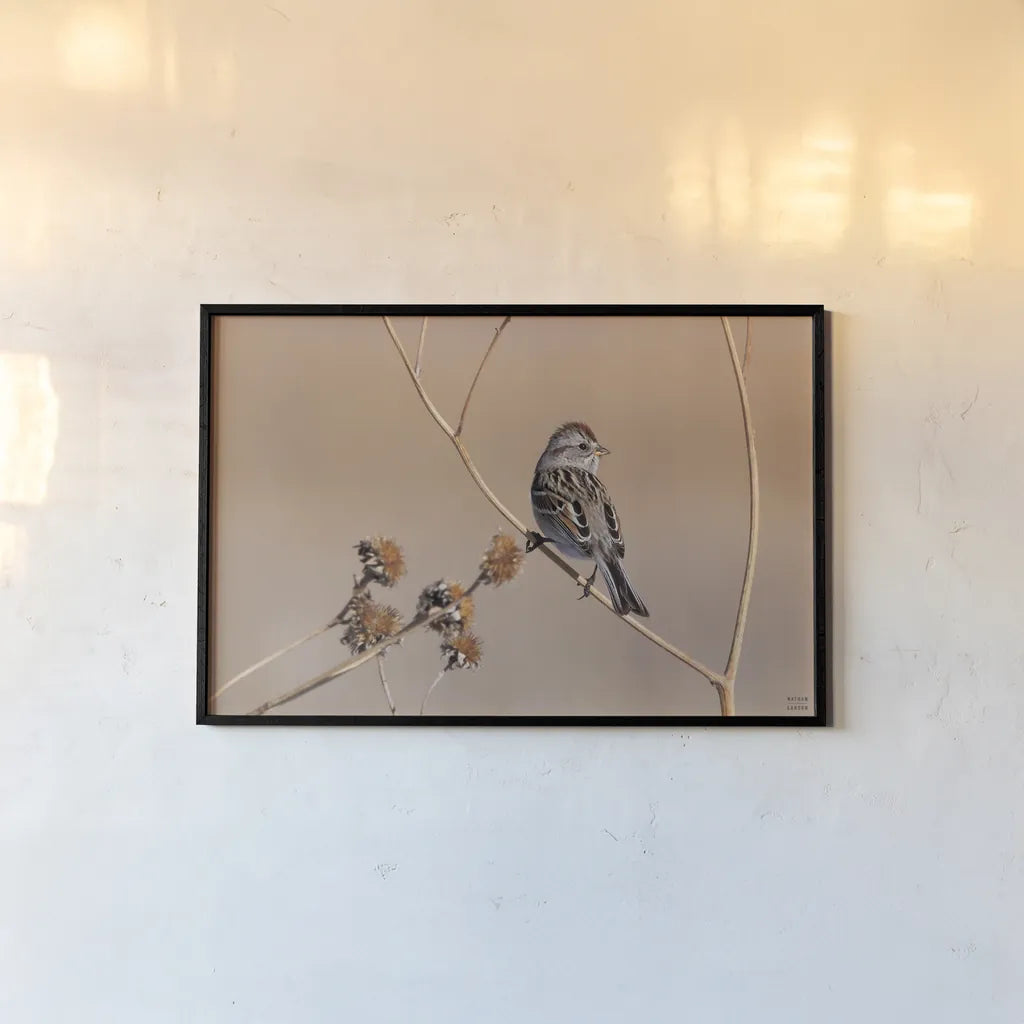 American Tree Sparrow by Nathan Larson. shown as a paper print in a black flame. Available as a archival giclee rolled canvas, fine art paper, or poster print. SKU 101665i.