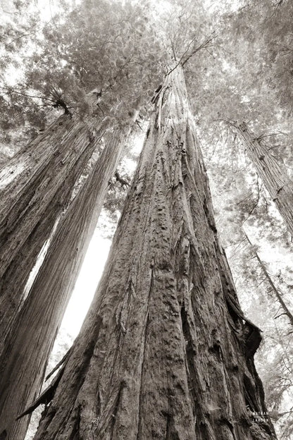 Ancient Redwood Forest by Nathan Larson. SKU 90477h. Archival Giclee Fine art print for wall decor.