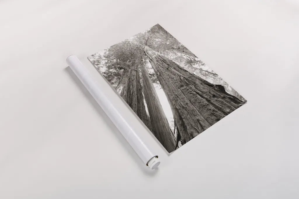Ancient Redwood Forest by Nathan Larson. shown as a rolled paper print. Available as archival giclee rolled canvas, fine art paper, or poster print. SKU 90477h.