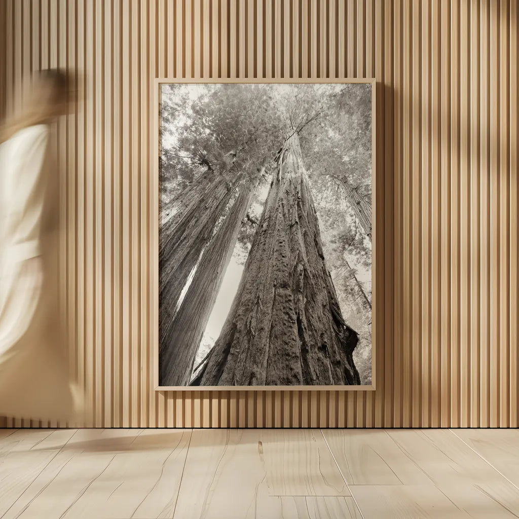 Ancient Redwood Forest by Nathan Larson. shown as over sized large wall art. Available as an archival giclee rolled canvas, fine art paper, or poster print. SKU 90477h.