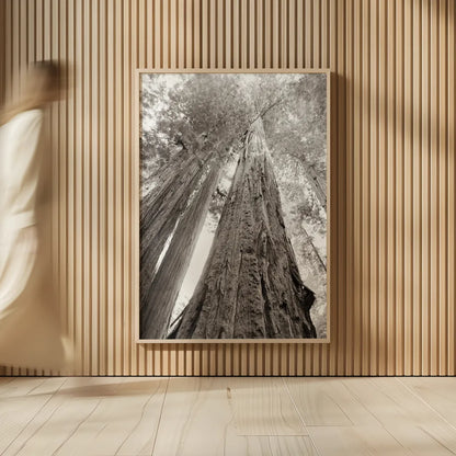 Ancient Redwood Forest by Nathan Larson. shown as over sized large wall art. Available as an archival giclee rolled canvas, fine art paper, or poster print. SKU 90477h.