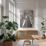 Ancient Redwood Forest by Nathan Larson. shown as a print in a natural wood frame in a dining room. Available as a archival giclee rolled canvas, fine art paper, or poster print. SKU 90477h.
