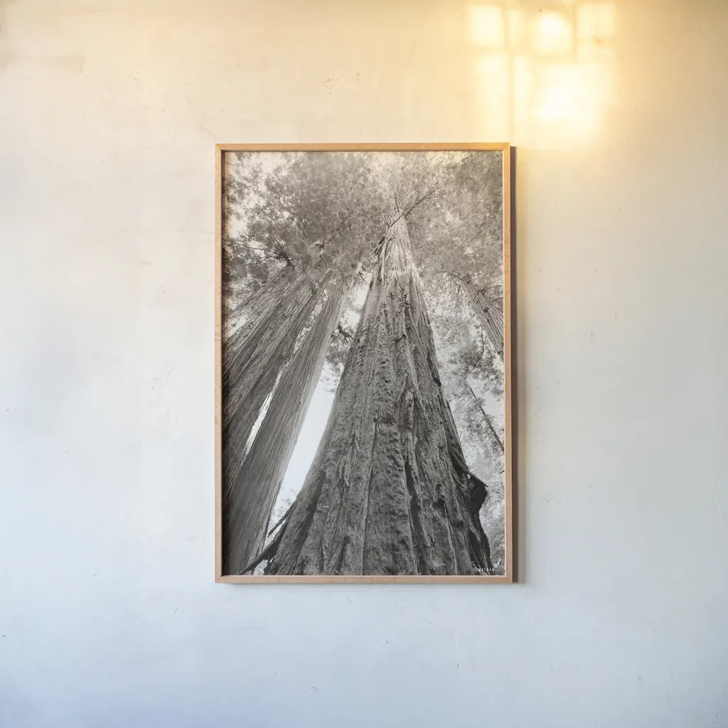 Ancient Redwood Forest by Nathan Larson. shown as a paper print in a natural frame. Available as a archival giclee rolled canvas, fine art paper, or poster print. SKU 90477h.