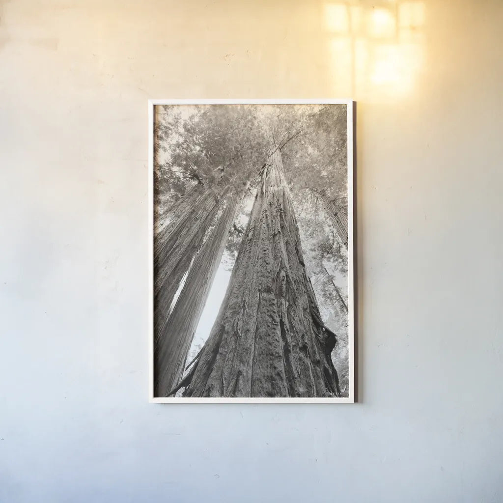 Ancient Redwood Forest by Nathan Larson. shown as a paper print in a white frame. Available as a archival giclee rolled canvas, fine art paper, or poster print. SKU 90477h.