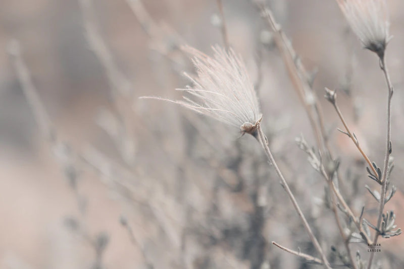 Arizona Apache Plume by Nathan Larson