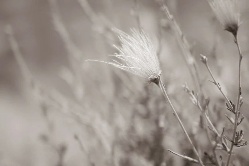 Arizona Apache Plume Sepia by Nathan Larson