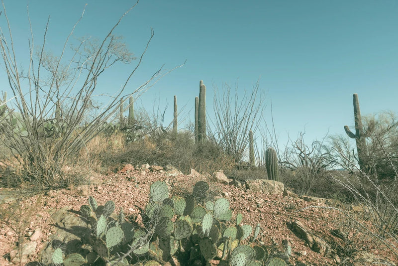 Arizona Resting Spot by Nathan Larson
