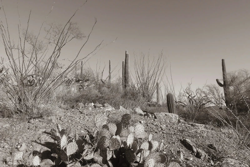 Arizona Resting Spot Sepia by Nathan Larson